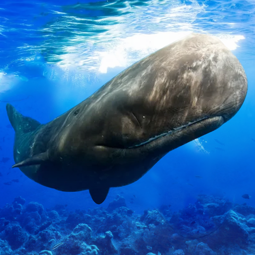 The Sperm Whale