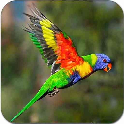 Colorful Birds