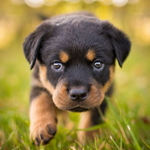 Simulador de perro rottweiler