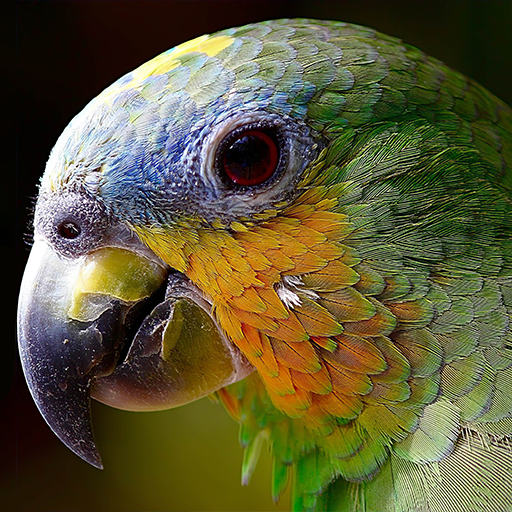 鳥を推測する