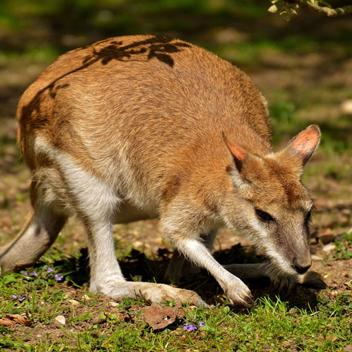 Känguru Tier Tapete.