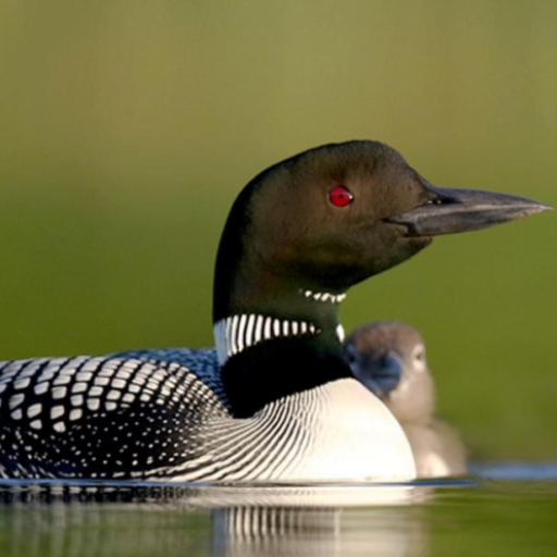 Loon Bird Calls