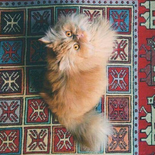 Persian Cat Wallpapers