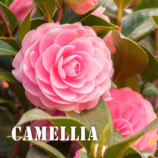 Camellia tema +HOME