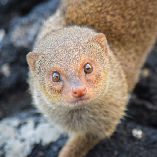 Mongoose geluiden